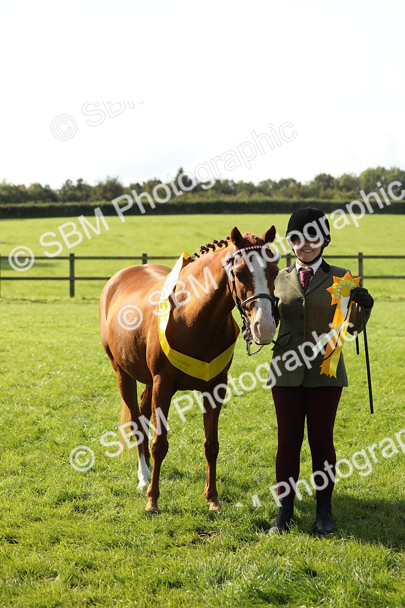 SBM_61065 - S44 - Part Bred Pony In hand