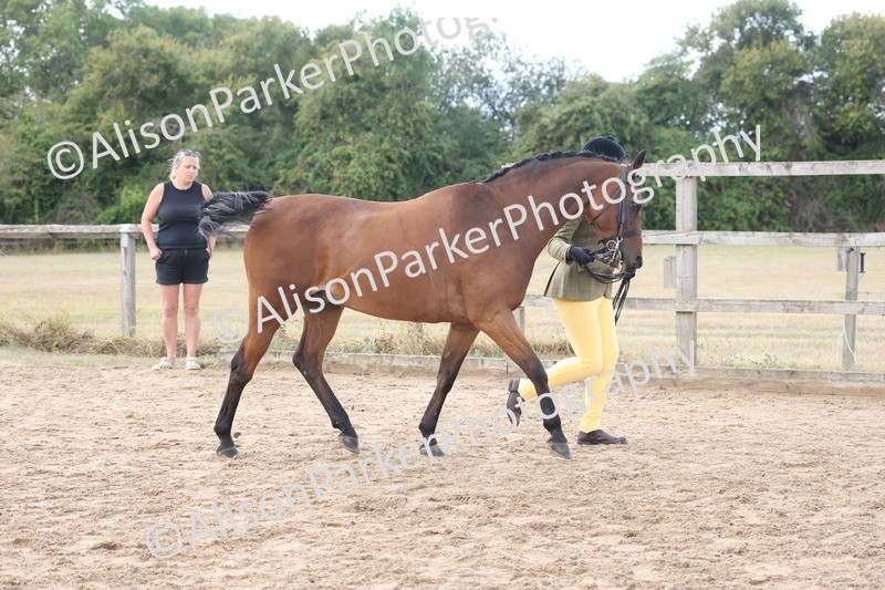 20260831-2356 - Class 9 - Show Pony and Show Hunter