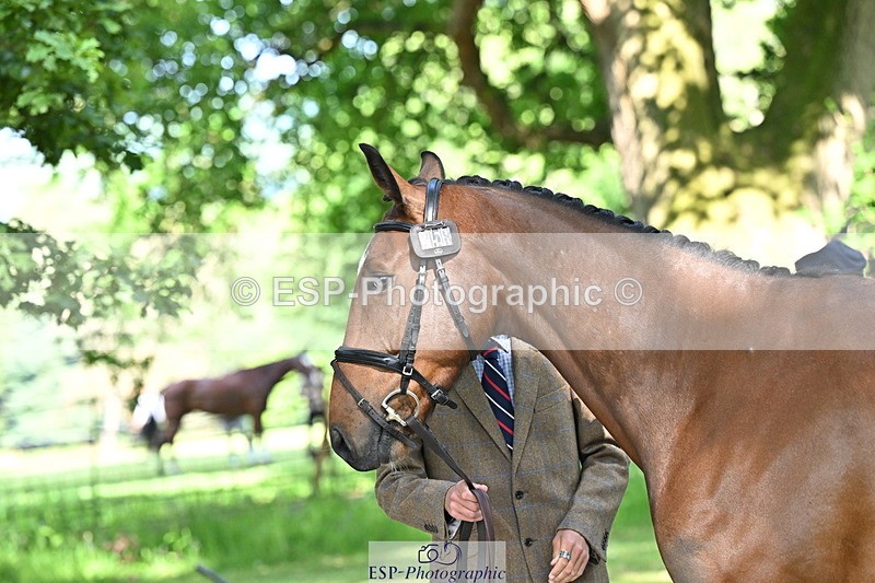 250521A-164559-01318 - C-258-Bill.Levett-ITALIAN.HARLEQUIN.NJ