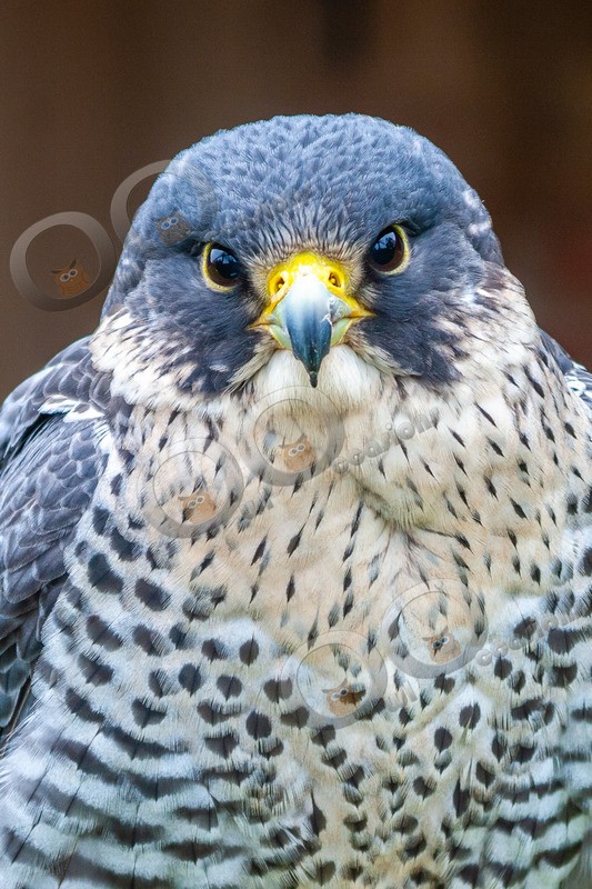 Peregrine falco peregrinus-0344- - BoP from around the world