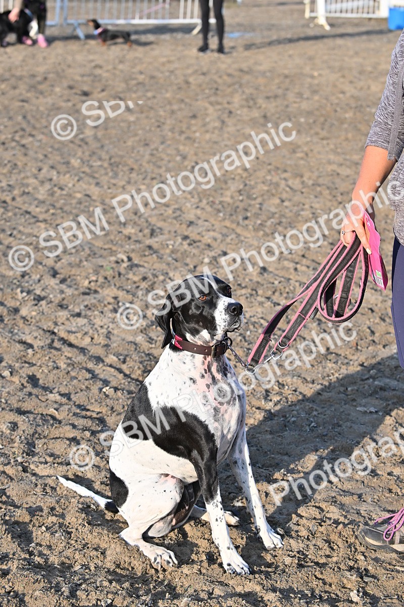 SBM_09457 - Lorry Dogs