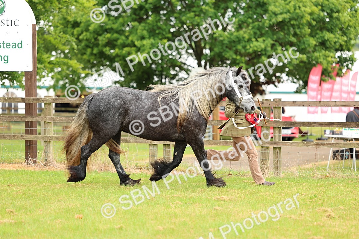 SBM_00454 - Class 58-67 - M&M Non Welsh Pony In hand