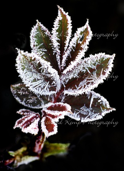 Frosted Rose - Plants
