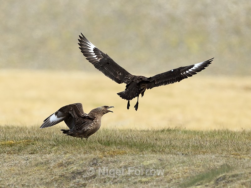 Pair of Great Skuas, Jokulsarlon, Iceland - Great Skua