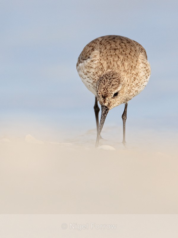 Front view of Dunlin foraging, Fort De Soto Park, Florida - Dunlin