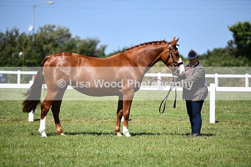 DSC_6853 - Class 57: Hunter/Riding Horse/Hack 1, 2 & 3 yr olds
