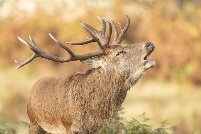 RD10 - Deer for Graham