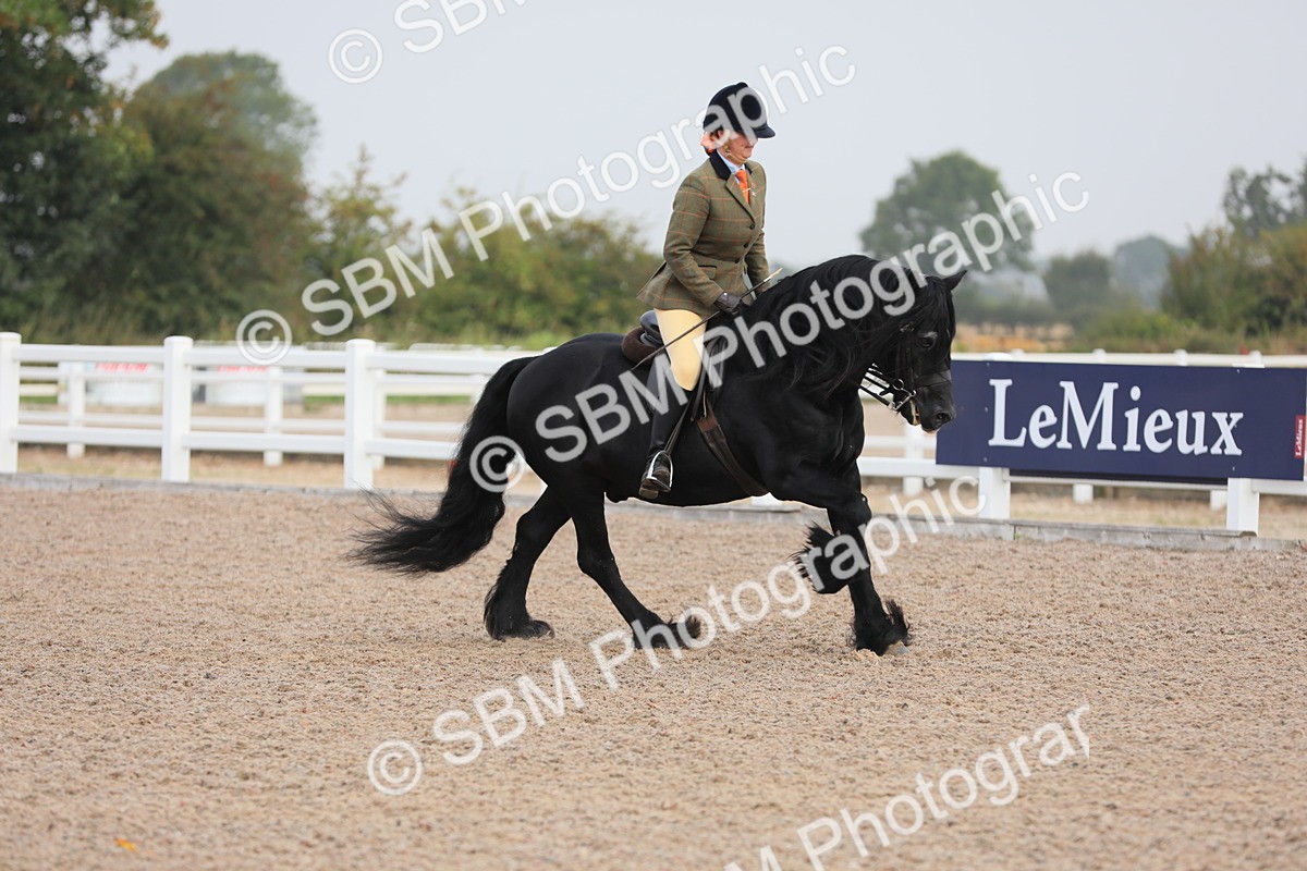 SBM_10007 - Class 302 Ridden M&M -Large Breeds