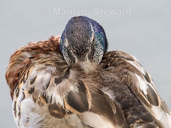 Slimbridge-10 Mallard duck preening - Slimbridge Wetlands Centre