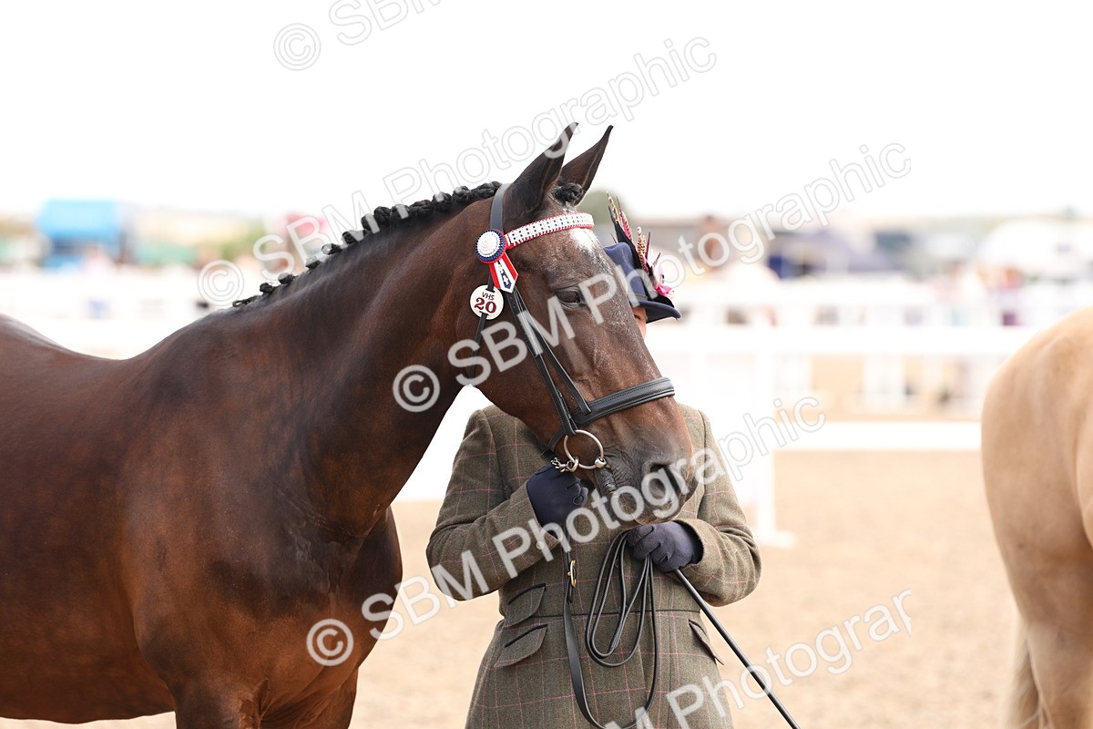 SBM_14722 - Class 208 - IH Veteran Horse