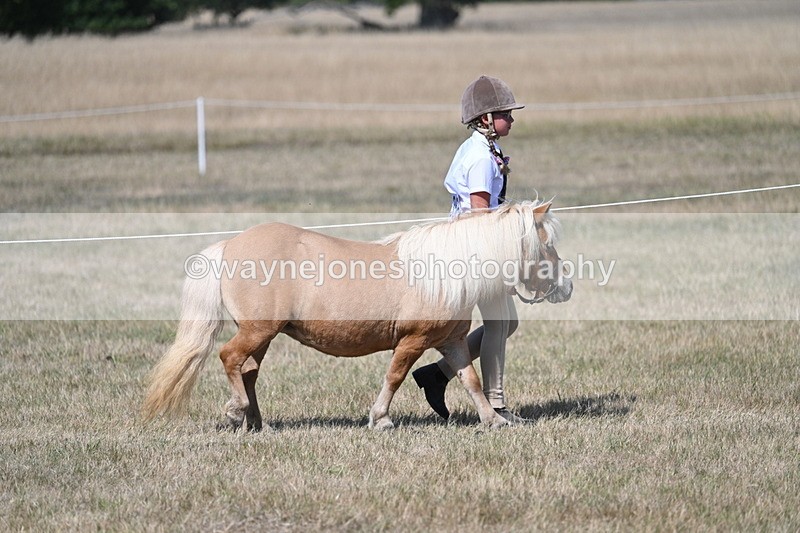 WJ7_1197 - Class 41 Prettiest Mare