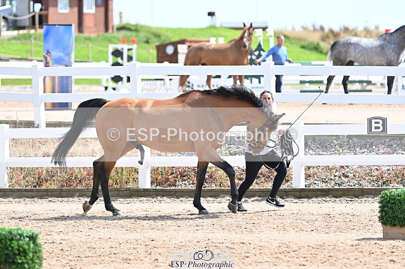240717A-150311-02482 - Trot Up 3pm to 4pm