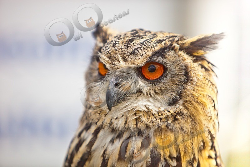 Jasmines wonderful eyes - Our Birds