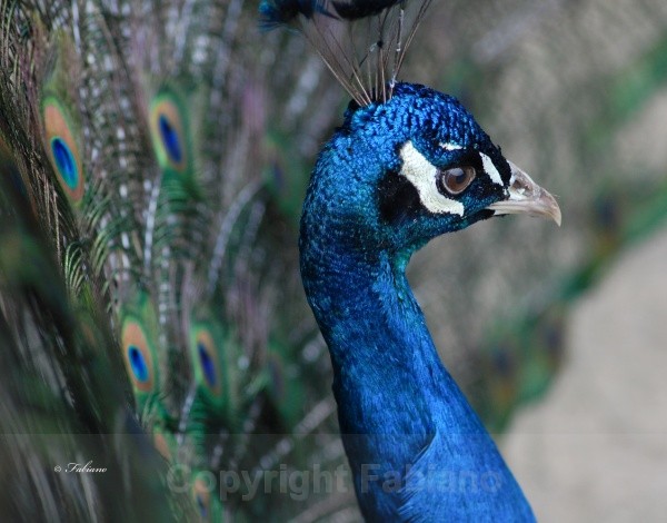 Peacock - Wildlife