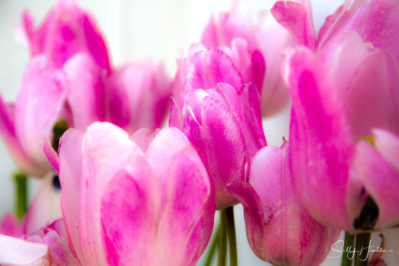 Pink Tulips