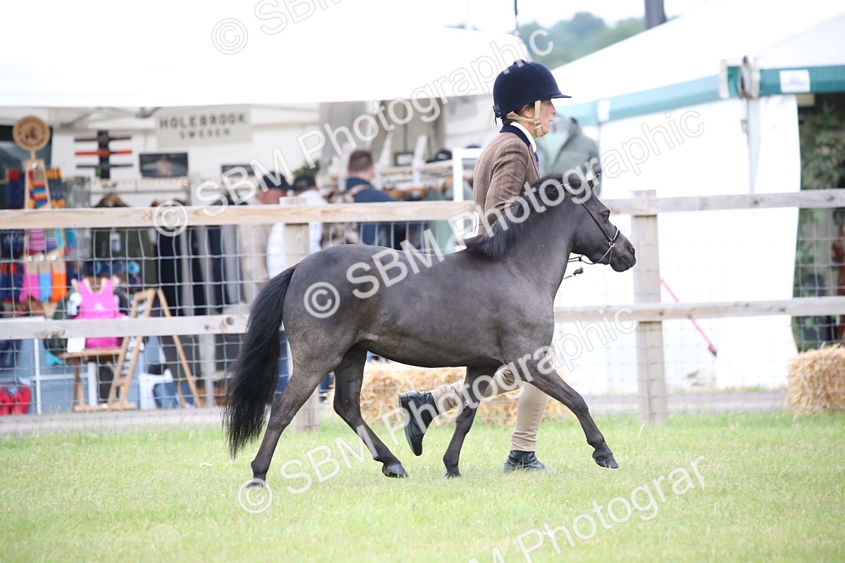SBM_03876 - Class 23-25 - British Miniature Horse of the Year