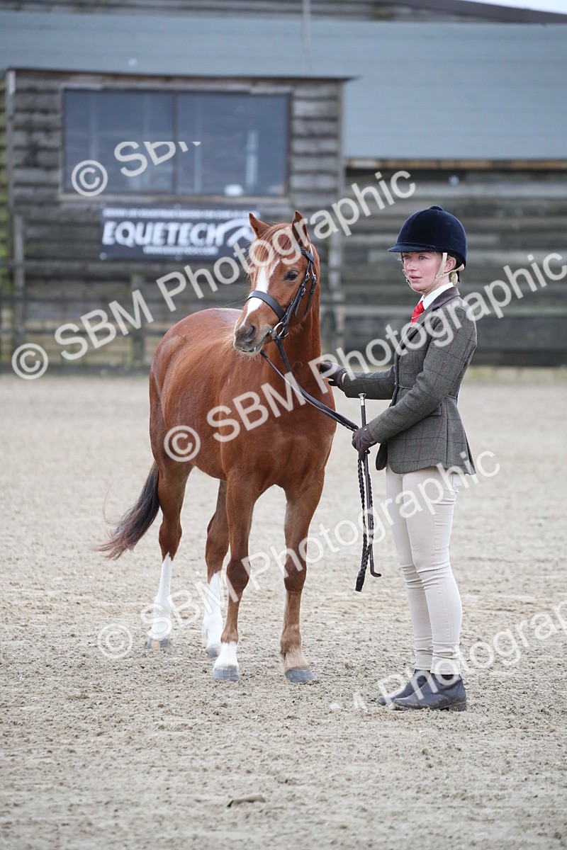 SBM_003934 - Class 1-4 - Young Stock classes Inc. In Hand Championship