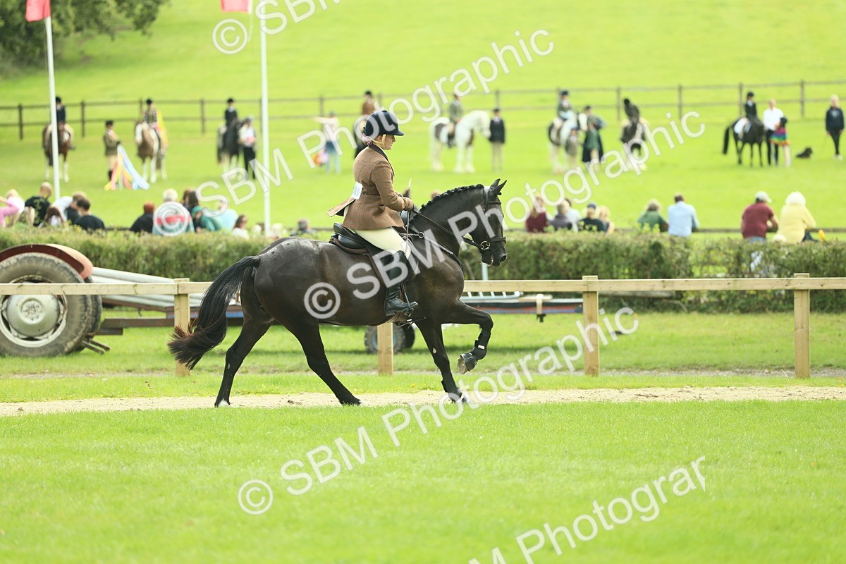 SBM_44758 - S31 - Working Hunter Pony