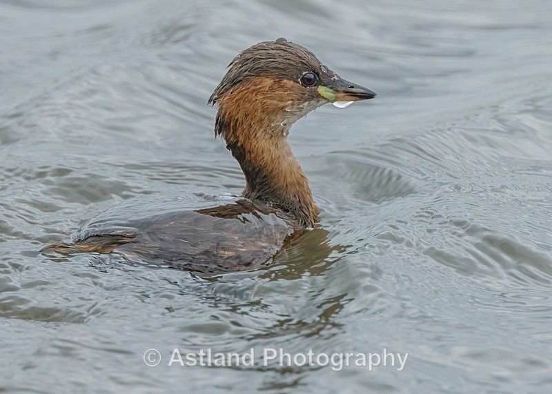 Astland Photography, Bird and Wildlife Images, Susan and Peter Wilson, U.K.