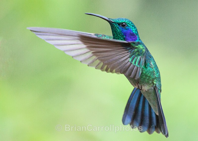IMG_4325 Green Violetear Hummingbird, Costa Rica - Costa Rican Wildlife