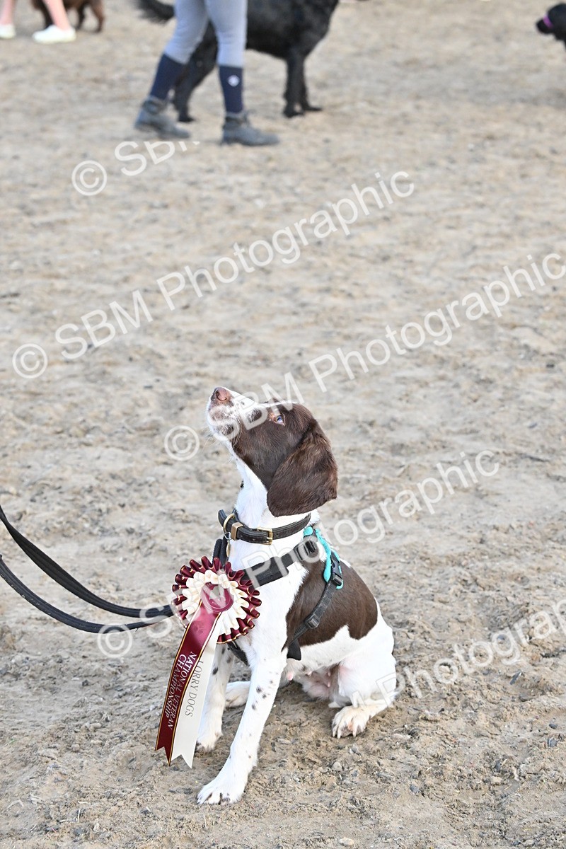 SBM_09636 - Lorry Dogs