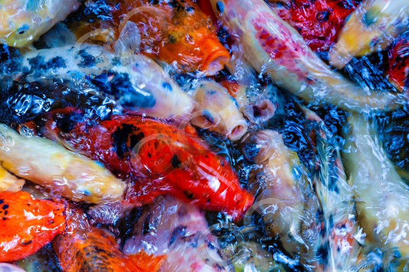 Koi-1097 - Pet Photography