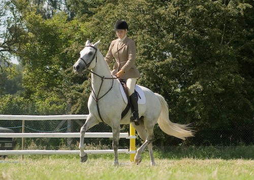 117 - Moniaive Horse Show 2008