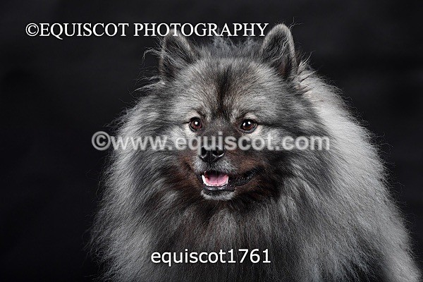 equiscot1761 - HONEY & SHADOW