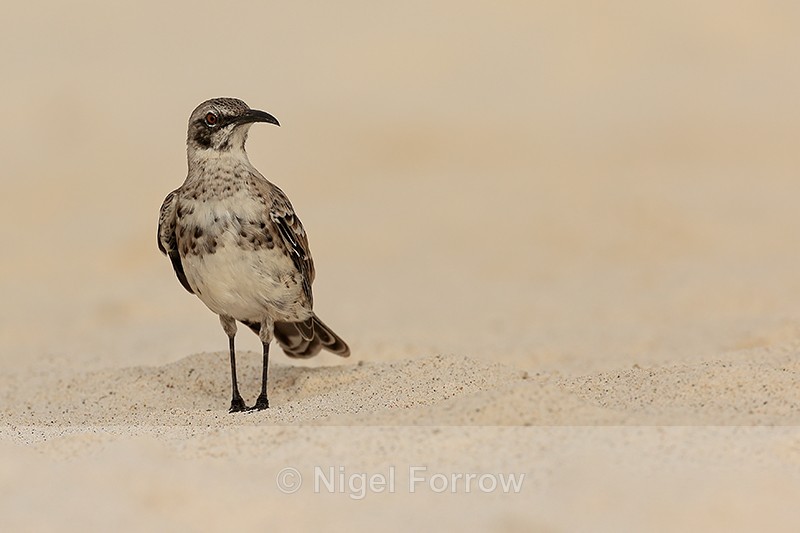 Espanola Mockingbird standing on beach, Espanola, Galapagos - Espanola Mockingbird
