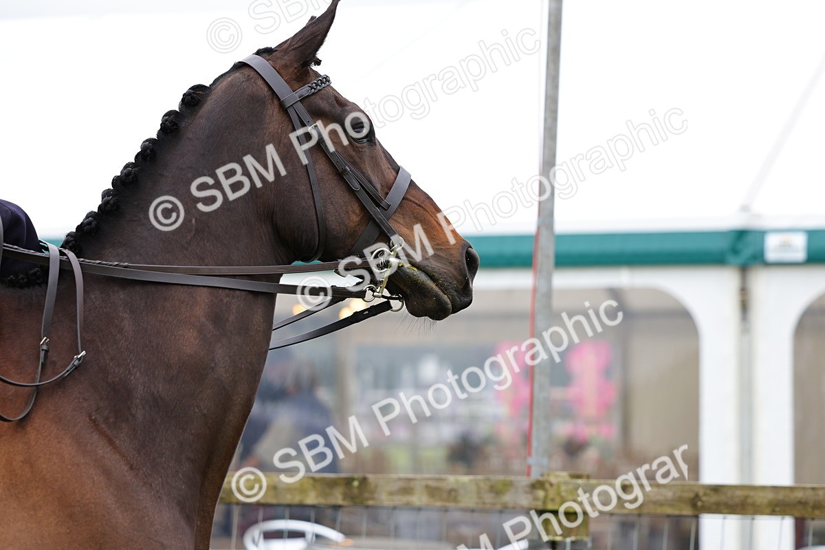 SBM_02690 - Class 9-11 Side Saddle including LIHS Rising Star Ladies Show Horse