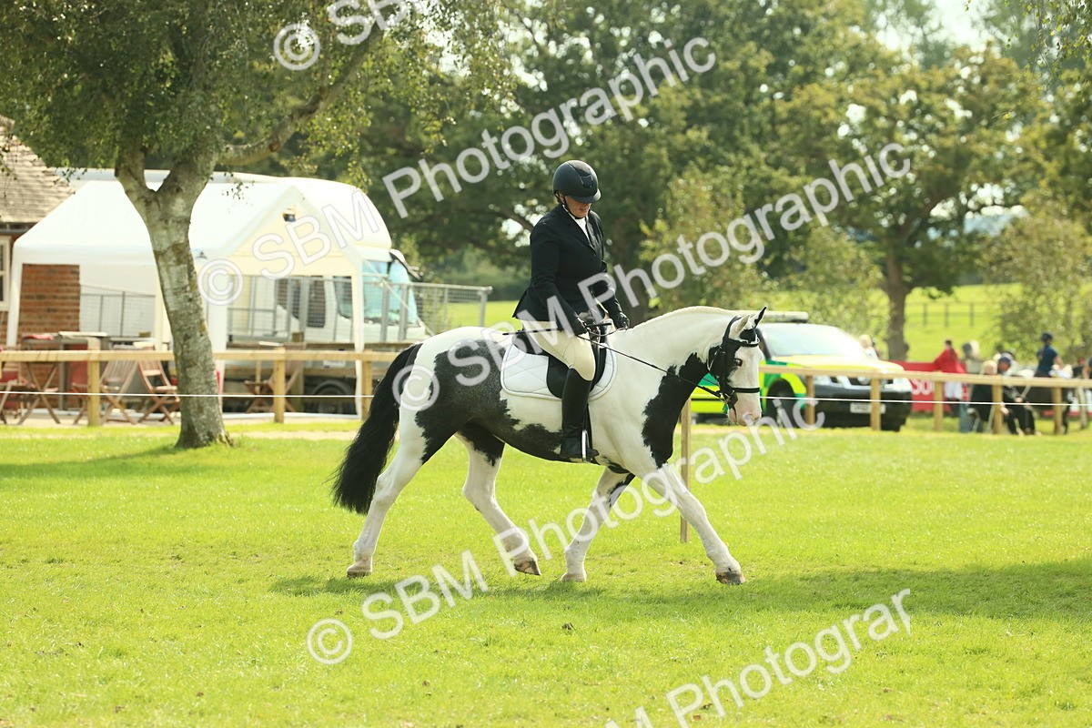 SBM_66598 - S34 - Rehabilitated Rescue Horse & Pony In Hand & Ridden