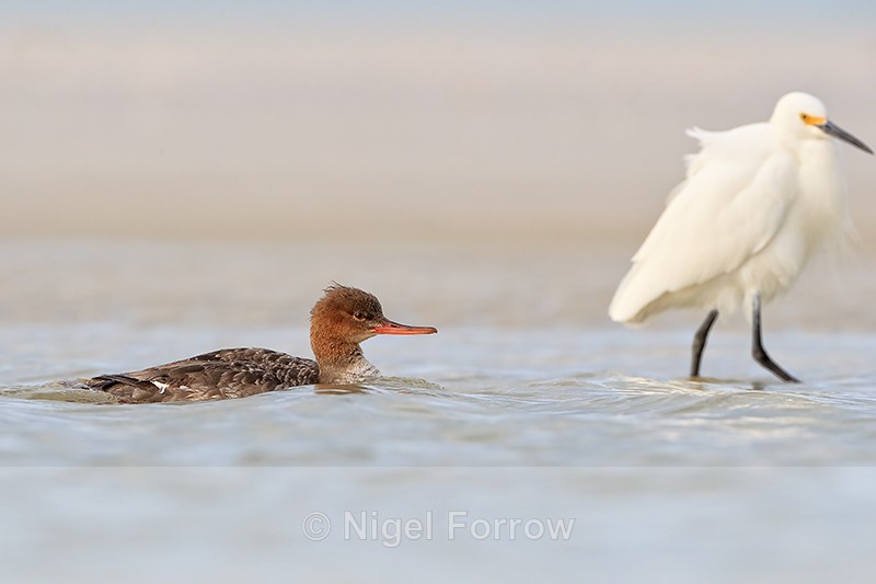 Red-breasted Merganser & Snowy Egret, Fort De Soto, Florida - Red-breasted Merganser