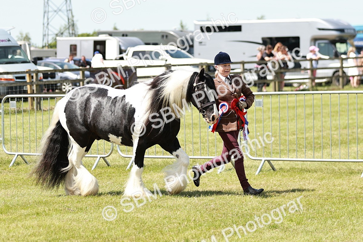 SBM_05551 - Class 41-45 - Riding Pony-Hunter Pony Breeding