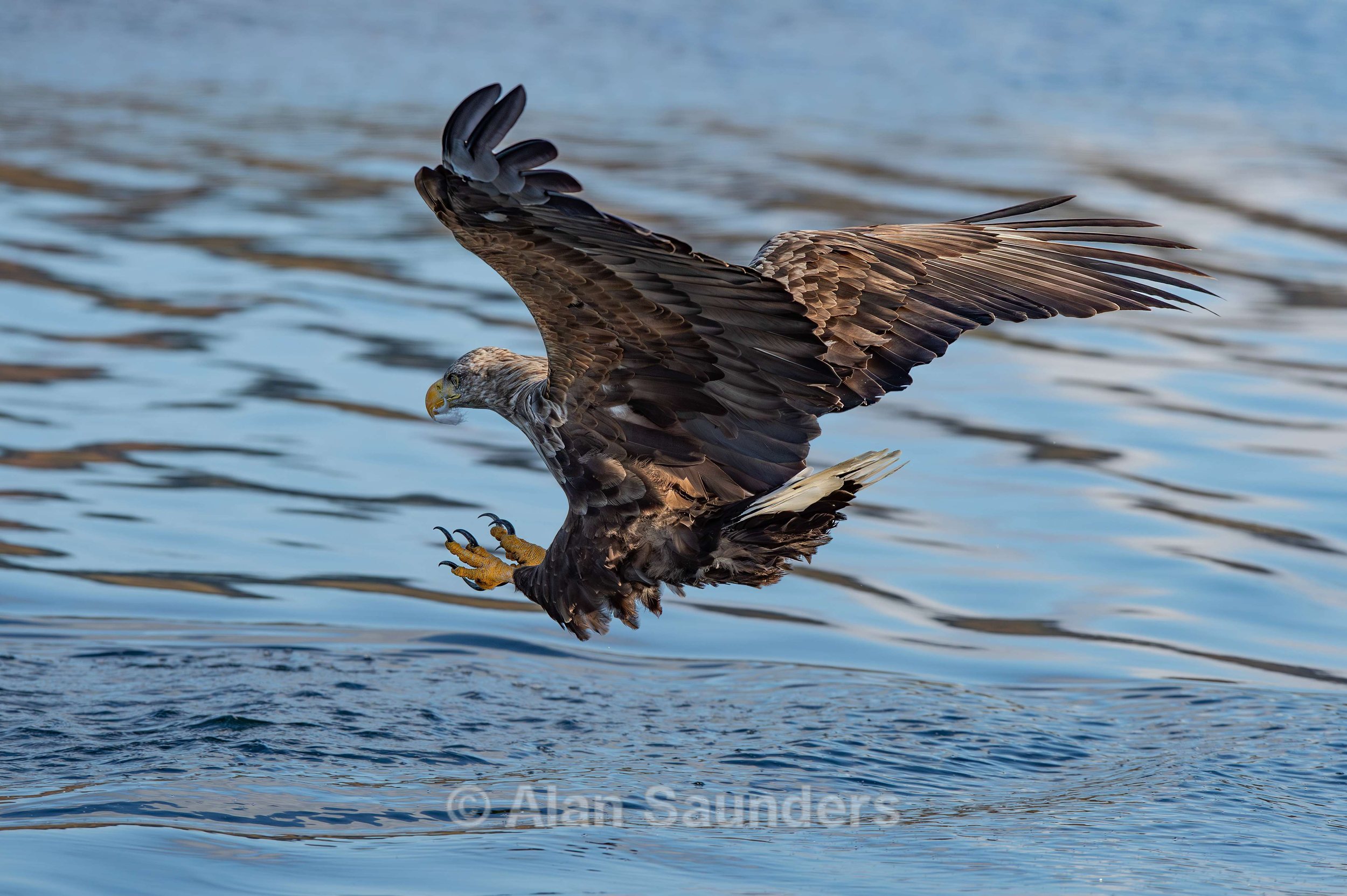 White Tailed Eagle 70