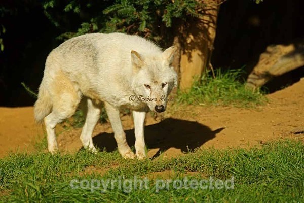 Wolf - Takala (Colchester Zoo) - Smaller Cats & Other Wildlife - Wolves