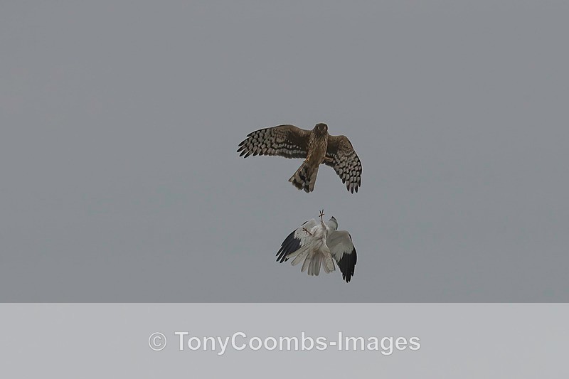 Hen Harrier  (pair) - Buzzard and Drinking Pool Hides