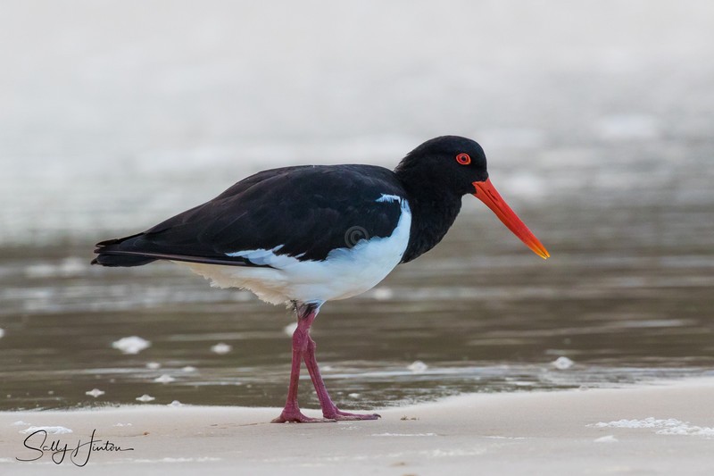 Pied Oyster Catcher 1