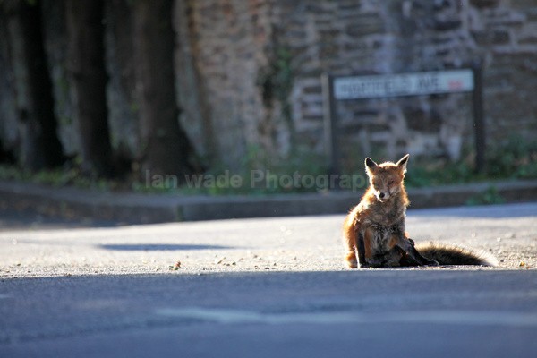 Urban fox in street environment _0010 - Urban Foxes, Bristol, Great Britain