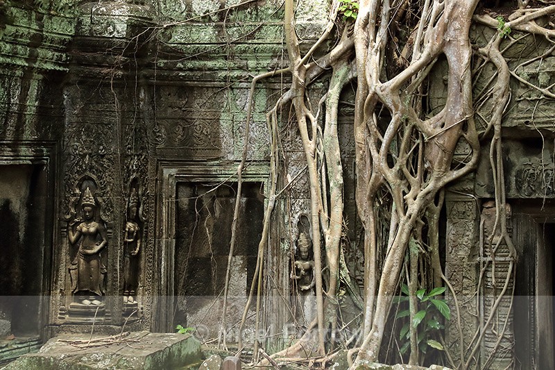 Tree roots at Ta Prohm temple, Siem Reap, Cambodia - Cambodia