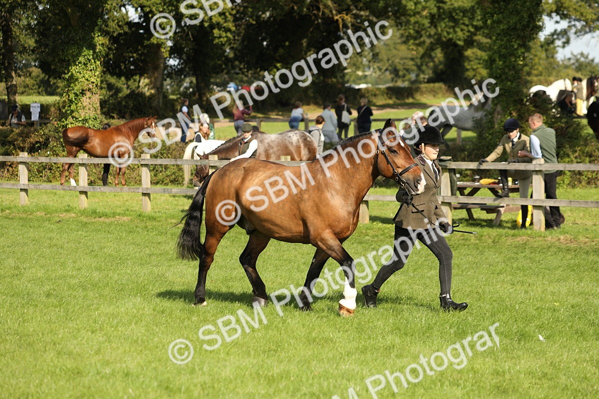 SBM_62348 - S45 - Mini Show Cob In Hand