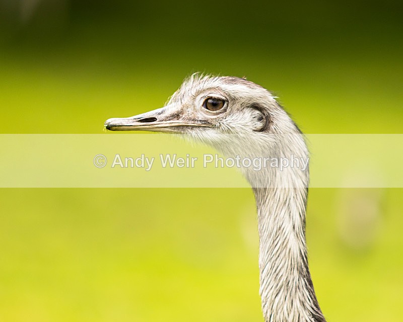 20150725-8E0A0248 - Captive Birds