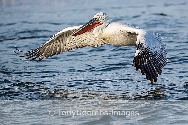 Dalmatian Pelican - Lake Kerkini