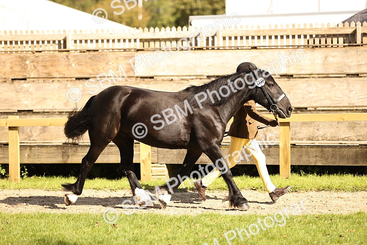 SBM_26163 - S5 - Novice & Newcomers In Hand