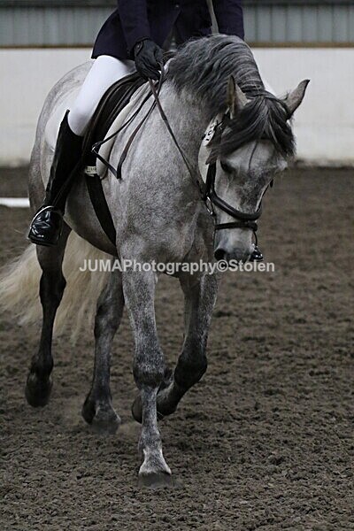 SIAL4038 - CAbin Dressage 5th july 2025