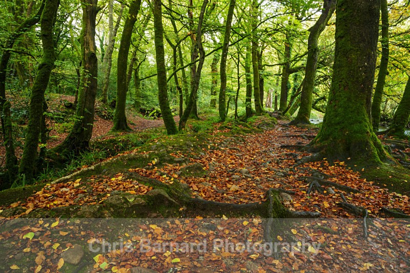 LH0A7984 - Golitha Falls