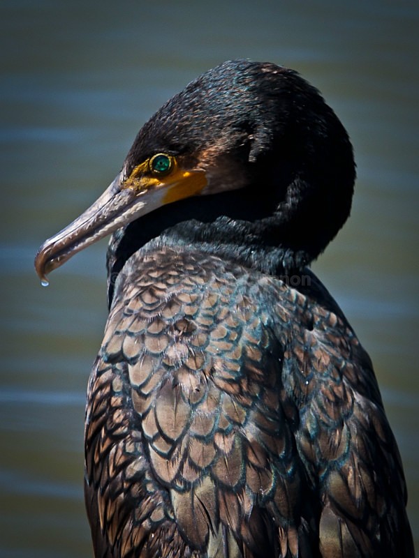 Black Cormorant - Other Shores