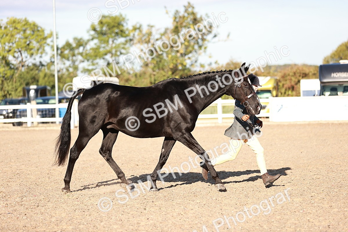 SBM_11170 - Class 401 - IH  Veteran horse
