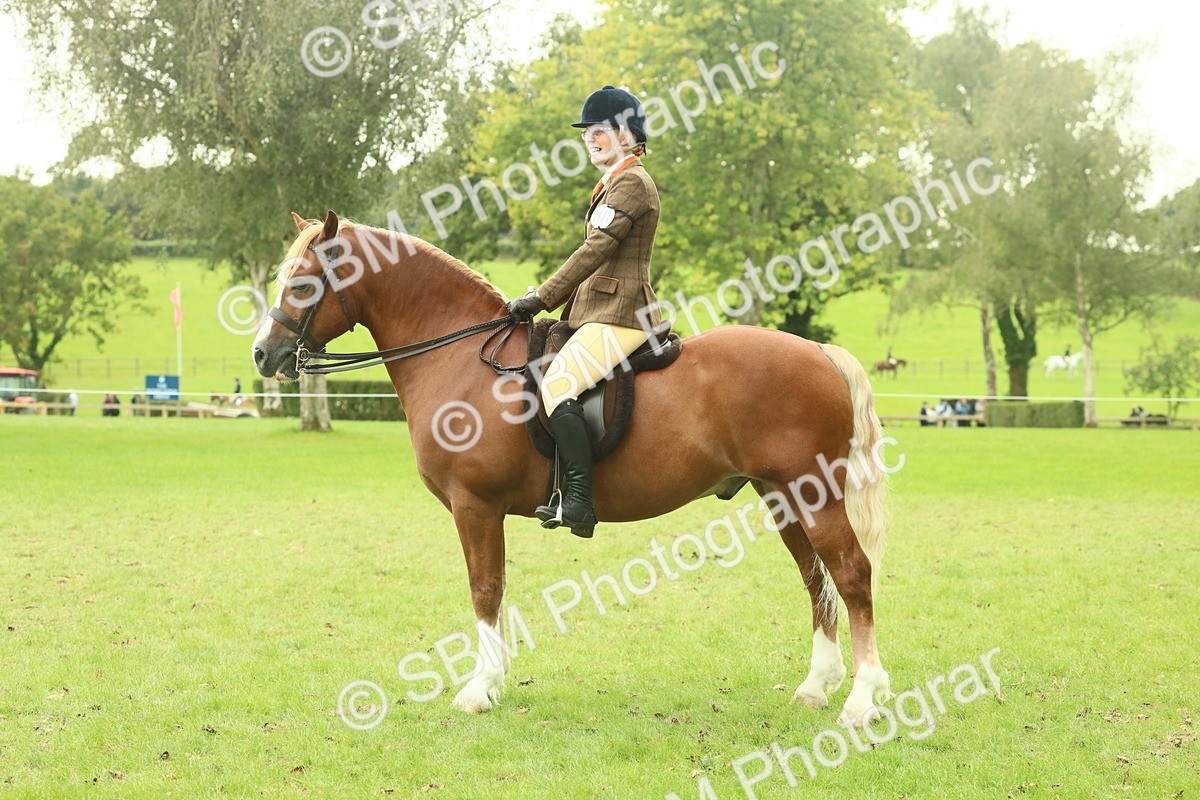 SBM_72281 - S60 - Mountain & Moorland Ridden Large Breeds