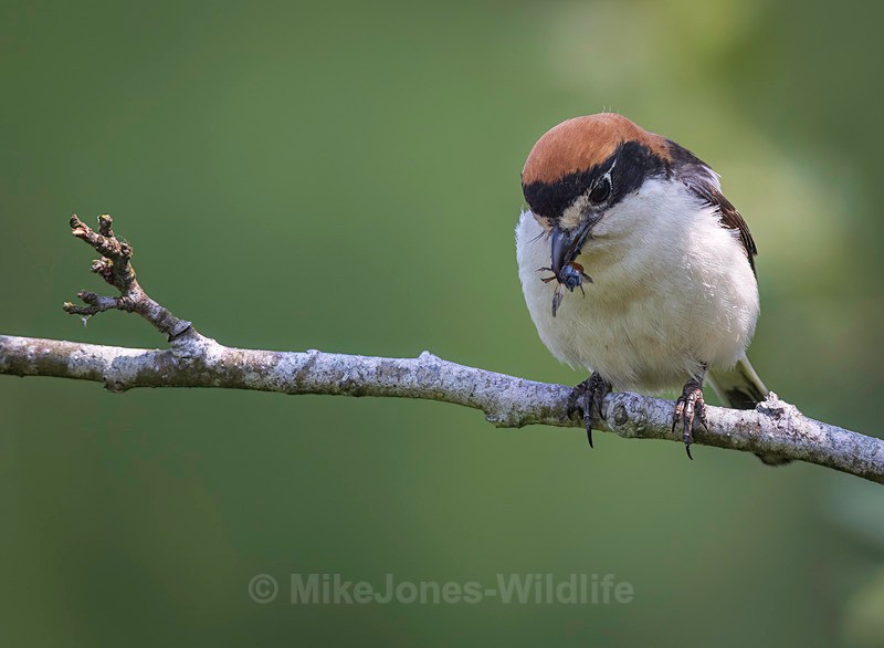 WOODCHAT SHRIKE 3 - WOODCHAT SHRIKE 2025