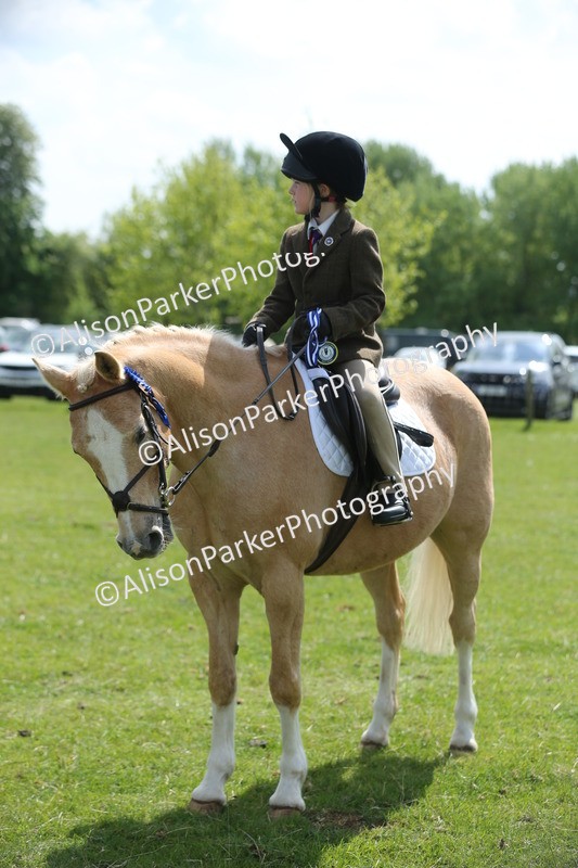 20250427-3443 - Class 8 - Handsomest Gelding